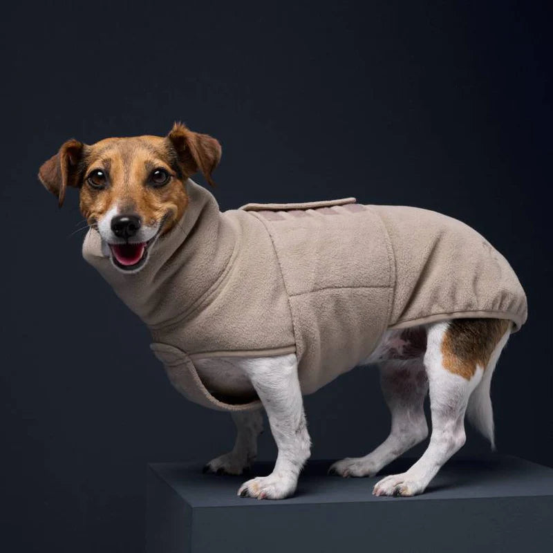 Pourquoi choisir une polaire pour chien en hiver ?
