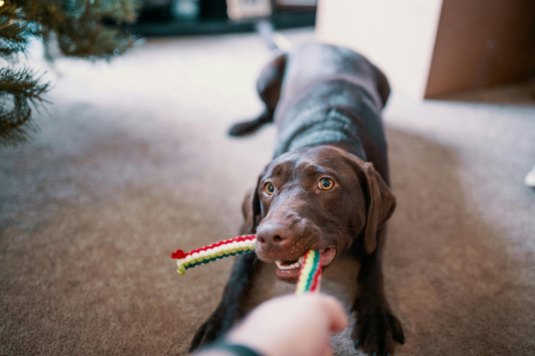 Quel est le meilleur jouet pour chien ?